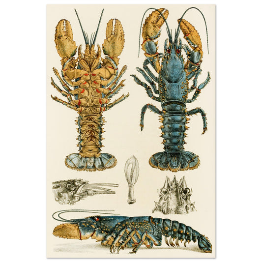 Crustacea II Art Print by Frederick McCoy Vintage Natural History Illustration – Irish wall art print | Buy Irish Art