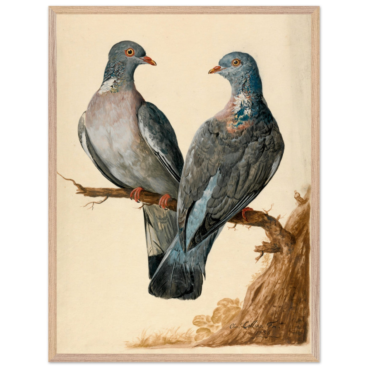 Two Wood Pigeons – Charles Collins (view 19)