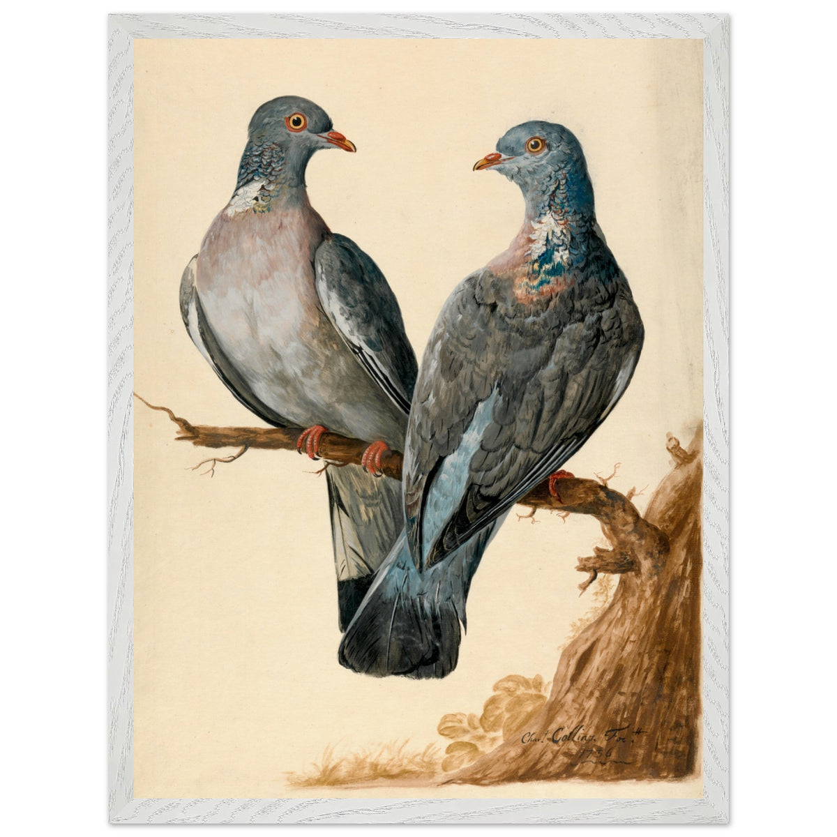 Two Wood Pigeons – Charles Collins (view 17)