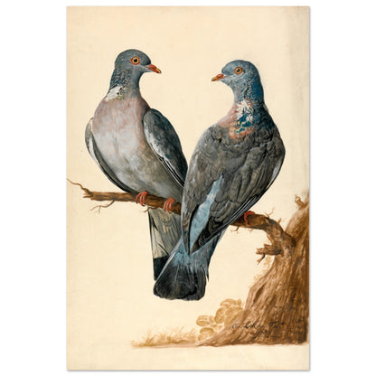 Two Wood Pigeons – Charles Collins (view 23)