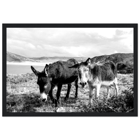 Donegal Donkeys