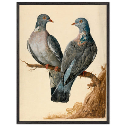 Two Wood Pigeons – Charles Collins (view 15)