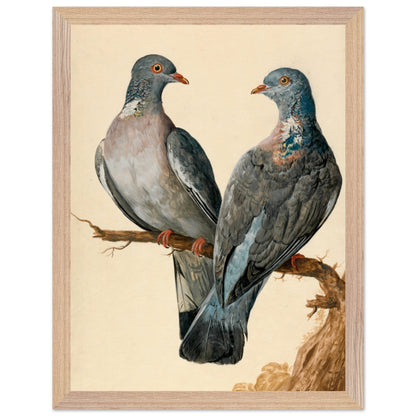 Two Wood Pigeons – Charles Collins (view 12)