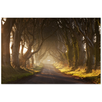 Dark Hedges, Ireland, Irish landscape Photography Prints Framed Photographic Print